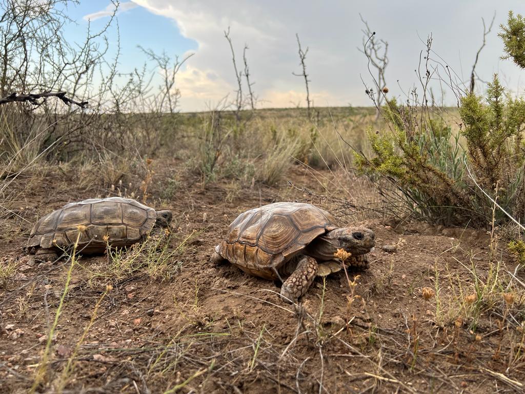 Liberaron tortugas terrestres en la Reserva Provincial Pichi Mahuida 
