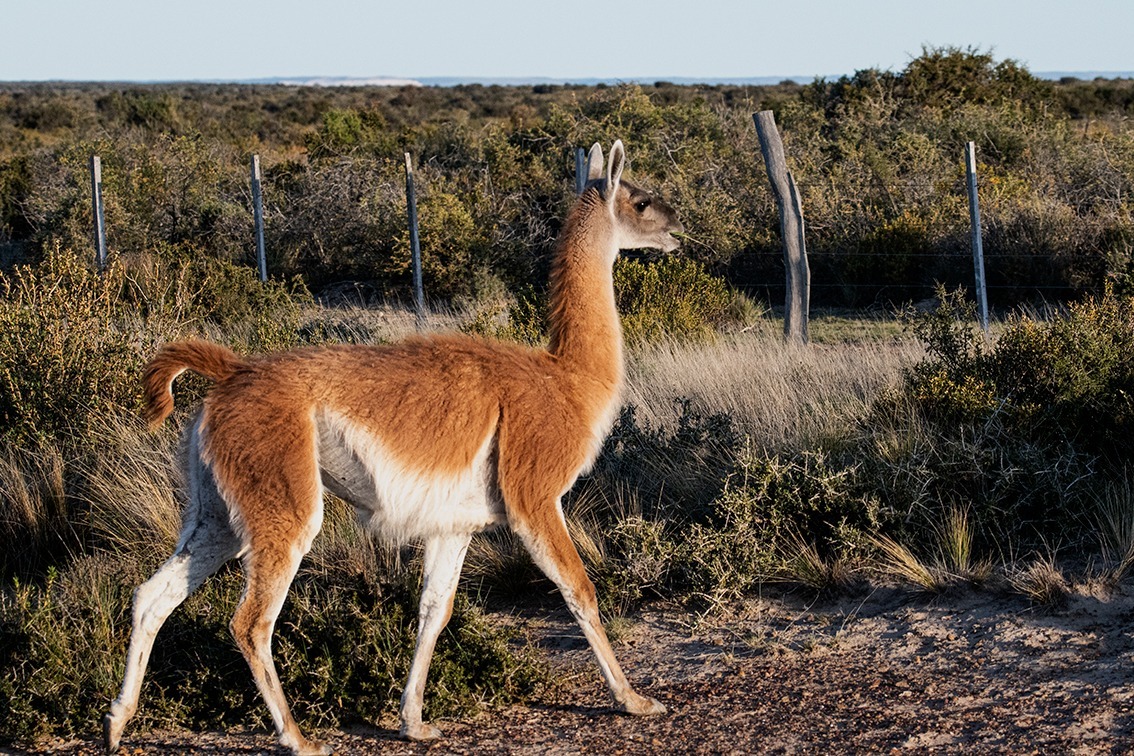 El retorno de los nuestros: translocación de guanacos a Parque Luro 