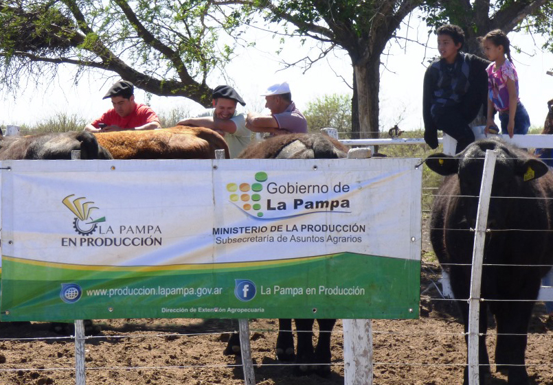 Repercusiones de la entrega de toros de la Chacra Experimental de Santa Isabel 