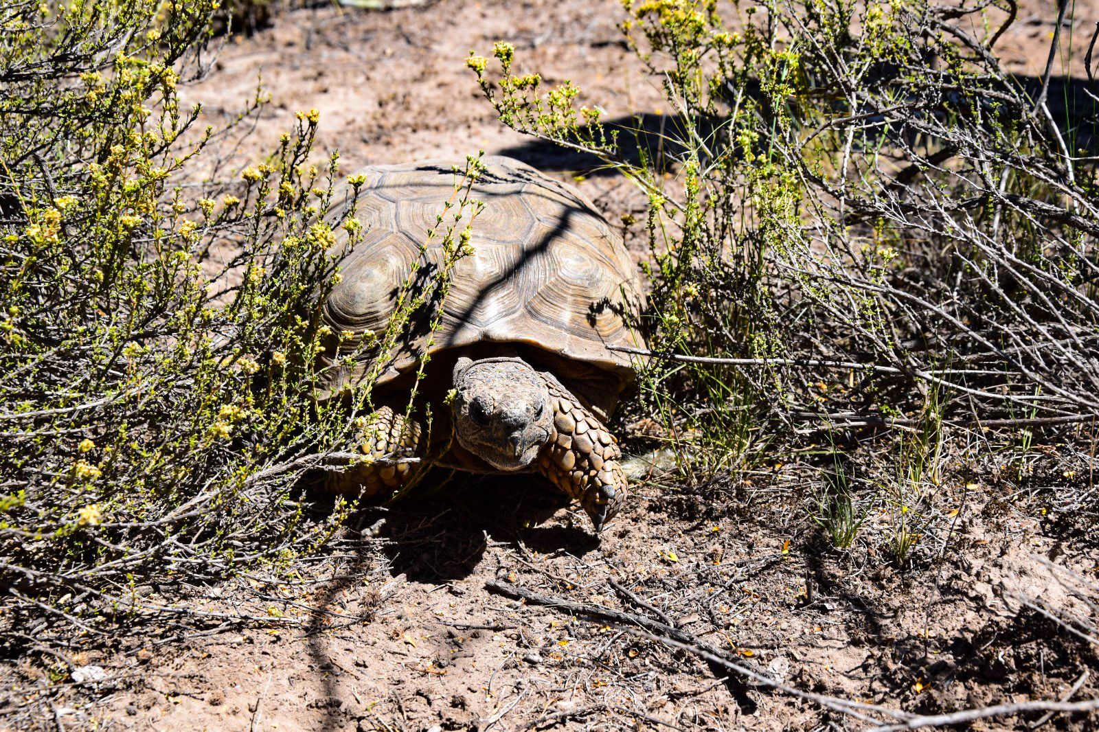 Liberaron tortugas terrestres y cardenales amarillos en la Reserva Provincial Pichi Mahuida 