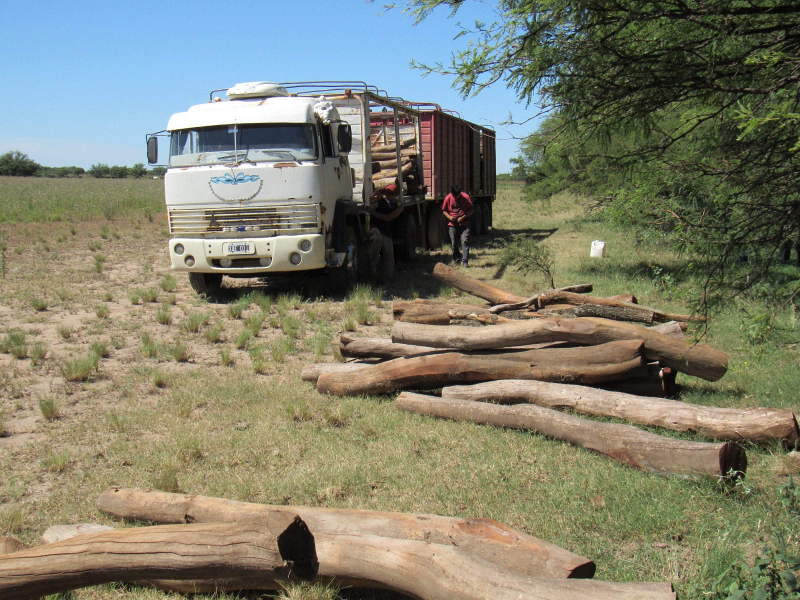 Disposiciones vigentes  sobre productos del bosque nativo y su traslado