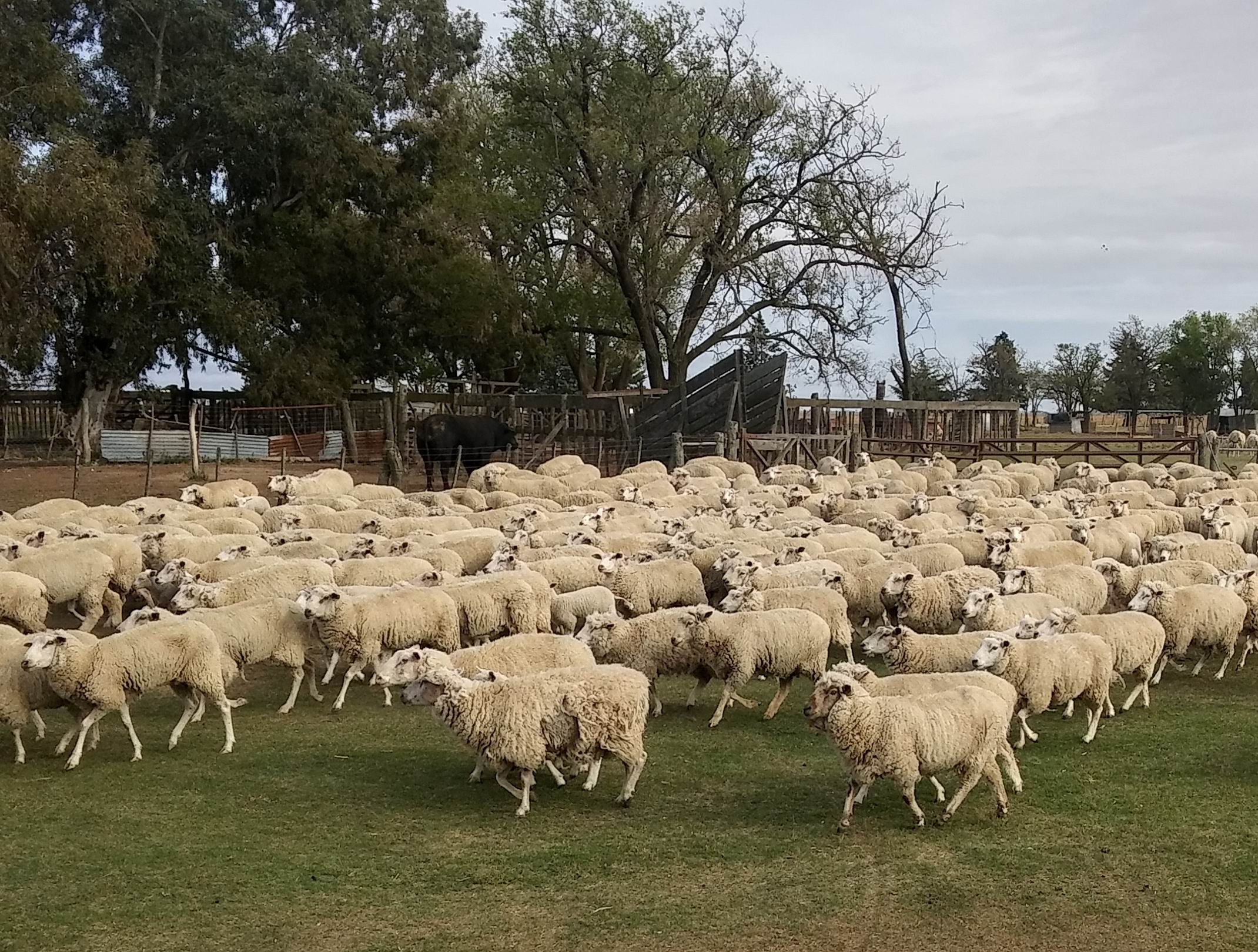 Destinan fondos para productores ovinos y caprinos