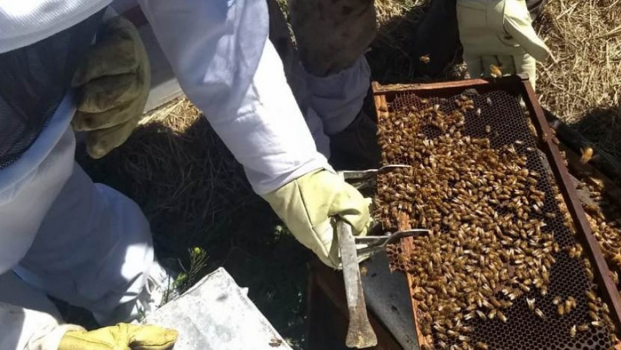 Finalizó el curso de formación de apicultores 