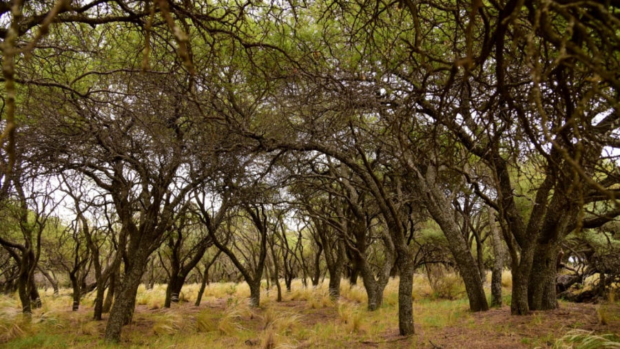 Una nueva posibilidad para el turismo de naturaleza en La Pampa