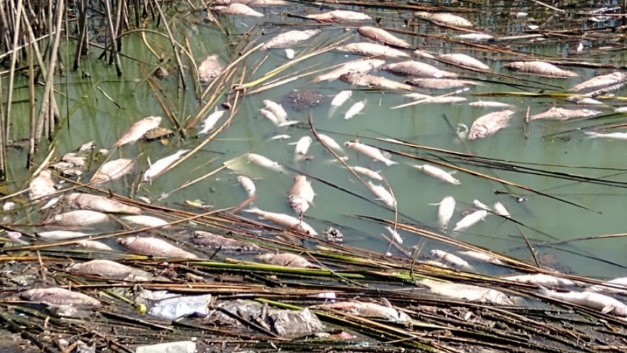 Laguna Don Tomás: se abordó situación ante mortandad de peces